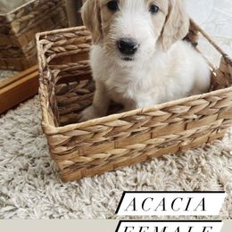 Goldendoodle Puppies from Samara Farms