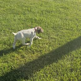 German Shorthaired Pointer Puppies from Rachel Fledderman