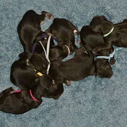 Purple - Tri-color female Yorkipoo puppy in Martin, Tennessee from Danza Bolo