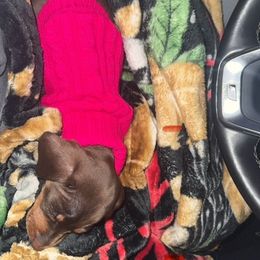 Dachshund Puppies from 4 Moore Ranch