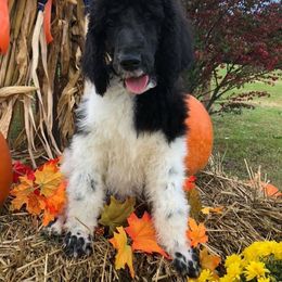 English Springer Spaniel and Springerdoodle Puppies from AVE Springer Spaniels