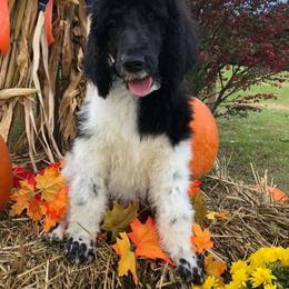 English Springer Spaniel and Springerdoodle Puppies from AVE Springer Spaniels