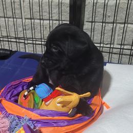 Teal Back - Black female Labrador Retriever puppy in Ogden, Illinois from Hallelujah Retrievers