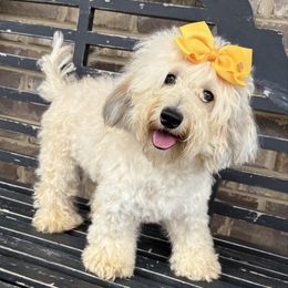 Lainey - Sheepadoodle