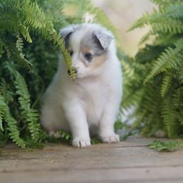 Prada - White female Collie puppy in Huffville, Virginia from Blackberry Hills Cattle dogs and Collies
