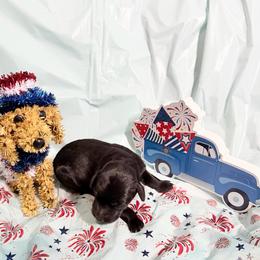 Can't Land - Black female Xoloitzcuintli puppy in Manitowoc, Wisconsin from Wonderland Kennel