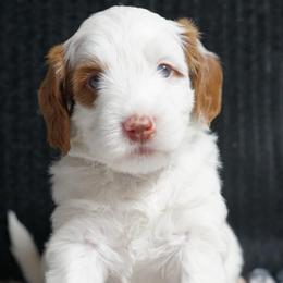 Thumper - Chalk male Australian Labradoodle puppy in Fontana, California from Glory Labradoodle’s