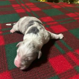 Blue Merle - Blue merle male Australian Shepherd puppy in Saratoga Springs, New York from Rock Springs Australian Shepherds