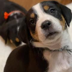 Greater Swiss Mountain Dogs from Glen Ellen Greater Swiss