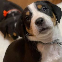 Greater Swiss Mountain Dogs from Glen Ellen Greater Swiss