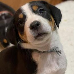Greater Swiss Mountain Dogs from Glen Ellen Greater Swiss