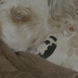 Yorkshire Terrier puppies from Majestic Touch Kennels and Pet Services