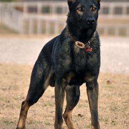 German Shepherds from Masky Kennel