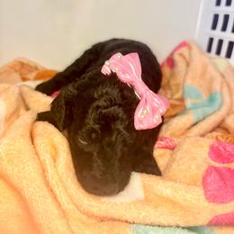 Juliet - Silver female Poodle puppy in Meadowbrook, California from Standard Poodle Pups