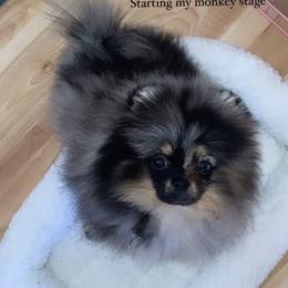 Pomeranian Puppies from Uniquepombabies