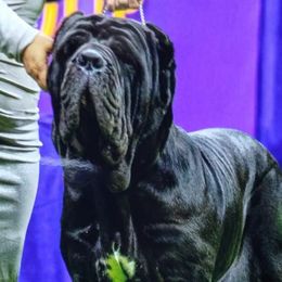 Neapolitan Mastiffs and Saint Bernards from Sapphire