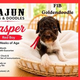 1400.00 Jasper: Red Collar - Parti male Goldendoodle puppy in Raceland, Louisiana from Cajun Doodles