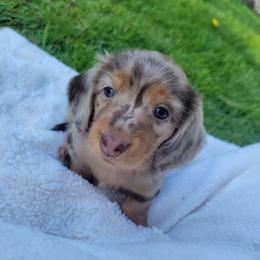 Chip - Dapple male Dachshund puppy in Federal Way, Washington from TopTeckel Kennels