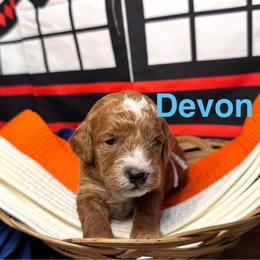 Devon - Red female Cavapoo puppy in Chelan, Washington from North Cascades Doodles