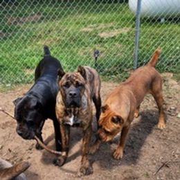 Cane Corso from Sweet Cane Corsos