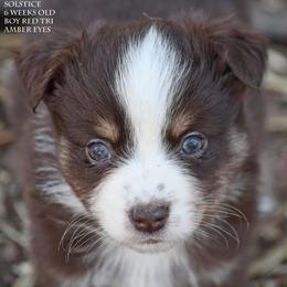 Solstice - Red tri male Miniature Australian Shepherd puppy in Patterson, North Carolina from DreamLine Aussies