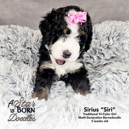 Sirius 'Siri' - Yellow Collar - Tri-color female Bernedoodle puppy in Jackson, Michigan from A Star is Born Doodles