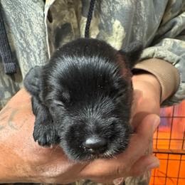 Red Boy - Black and silver male Miniature Schnauzer puppy in Oneonta, Alabama from Murphree Valley Kennels