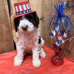 Bubba - Brown and white male Aussiedoodle puppy in Lavonia, Georgia from H & A Kennels