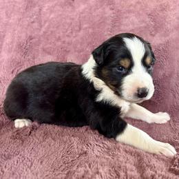 Bronx - Black tri-color male Australian Shepherd puppy in Preston, Idaho from KC Bar Ranch Aussies