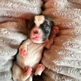 Brown collar - Black gold and white male Shorkie puppy in Staten Island, New York from Sensational Shorkies