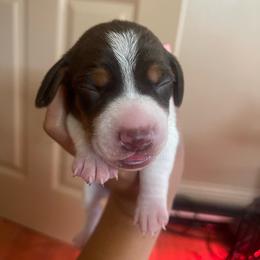 Chocolate Pie - Piebald male Dachshund puppy in Yuba City, California from The Navarro Furbabies
