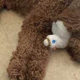 Labradoodles from Daisy Uribe's Labradoodles