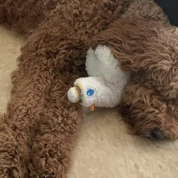 Labradoodles from Daisy Uribe's Labradoodles