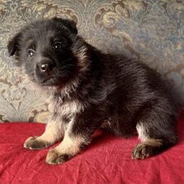 Red collar girl - Black and red female German Shepherd puppy in Coleta, Illinois from Four Leaf Farm- Vom Vierblättriges Bauernhof
