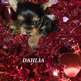 Maltese and Yorkshire Terrier Puppies from TLC Kennels TenderLittleCuties