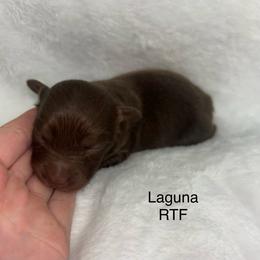 Laguna - Red tri female Miniature Australian Shepherd puppy in Roseville, California from Golden State Mini Aussies