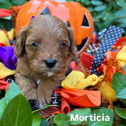 Morticia - Red female Cavapoo puppy in Herriman, Utah from Gypsi Doodles & Poodles LLC.