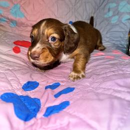 AKC Moose - Chocolate and tan male Dachshund puppy in Knoxville, Tennessee from Thea's Puppies