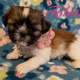 Tabitha - Gold and white female Shih Tzu puppy in Hemet, California from Aloha Shih Tzu