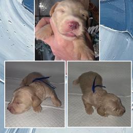 Byrom 3000 - Cream male Dachshund puppy in Gatesville, Texas from CJ's Dach Dynasty