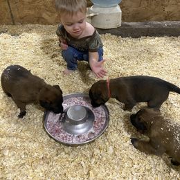 Dutch Shepherd and xDutch Shepherd All Grown Up from Raw Nature K9