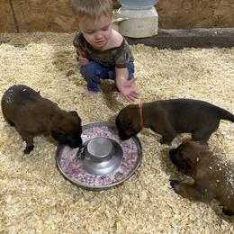 Dutch Shepherd and xDutch Shepherd All Grown Up from Raw Nature K9