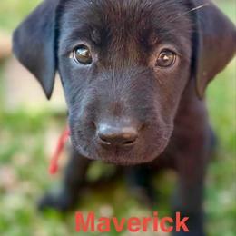 Maverick Red collar, Male - Black male Labrador Retriever puppy in Moore, Oklahoma from Okiehuntinboyz Labrador Retrievers