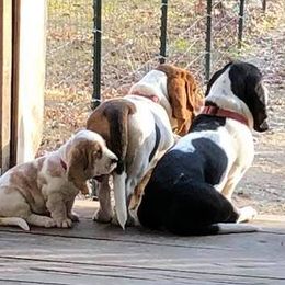Basset Hounds from Palmtree Bassets