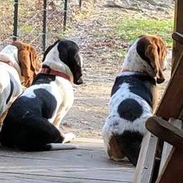 Basset Hounds from Palmtree Bassets