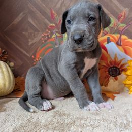 Gomez - Blue male Great Dane puppy in Bay City, Michigan from Monarch Danes