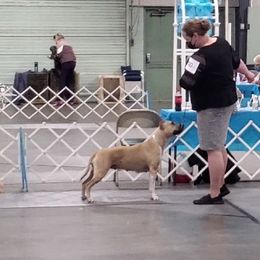 American Staffordshire Terrier All Grown Up from Homegrown Amstaffs
