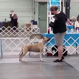 American Staffordshire Terrier All Grown Up from Homegrown Amstaffs
