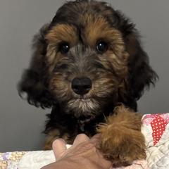 Amelia - Phantom female Goldendoodle puppy in West Frankfort, Illinois from Griffinstead Doodles