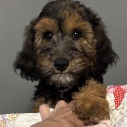 Amelia - Phantom female Goldendoodle puppy in West Frankfort, Illinois from Griffinstead Doodles